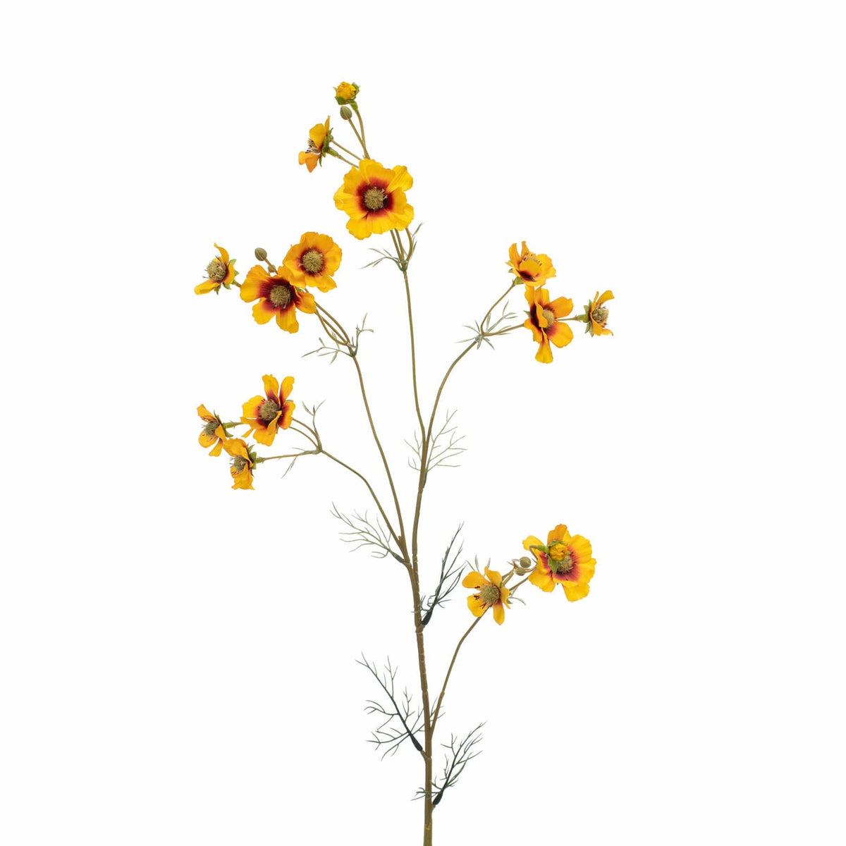 SF Cosmos Yellow GB 96cm.