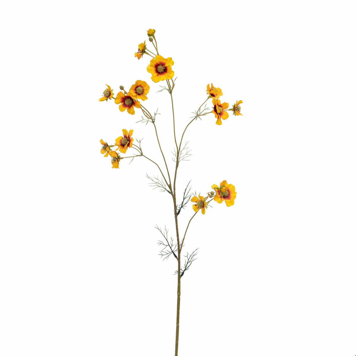 SF Cosmos Yellow GB 96cm.