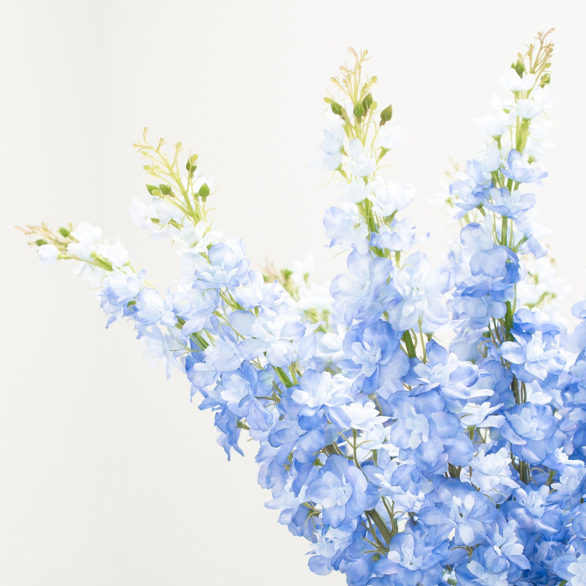 SF Delphinium Blue GB 108cm.