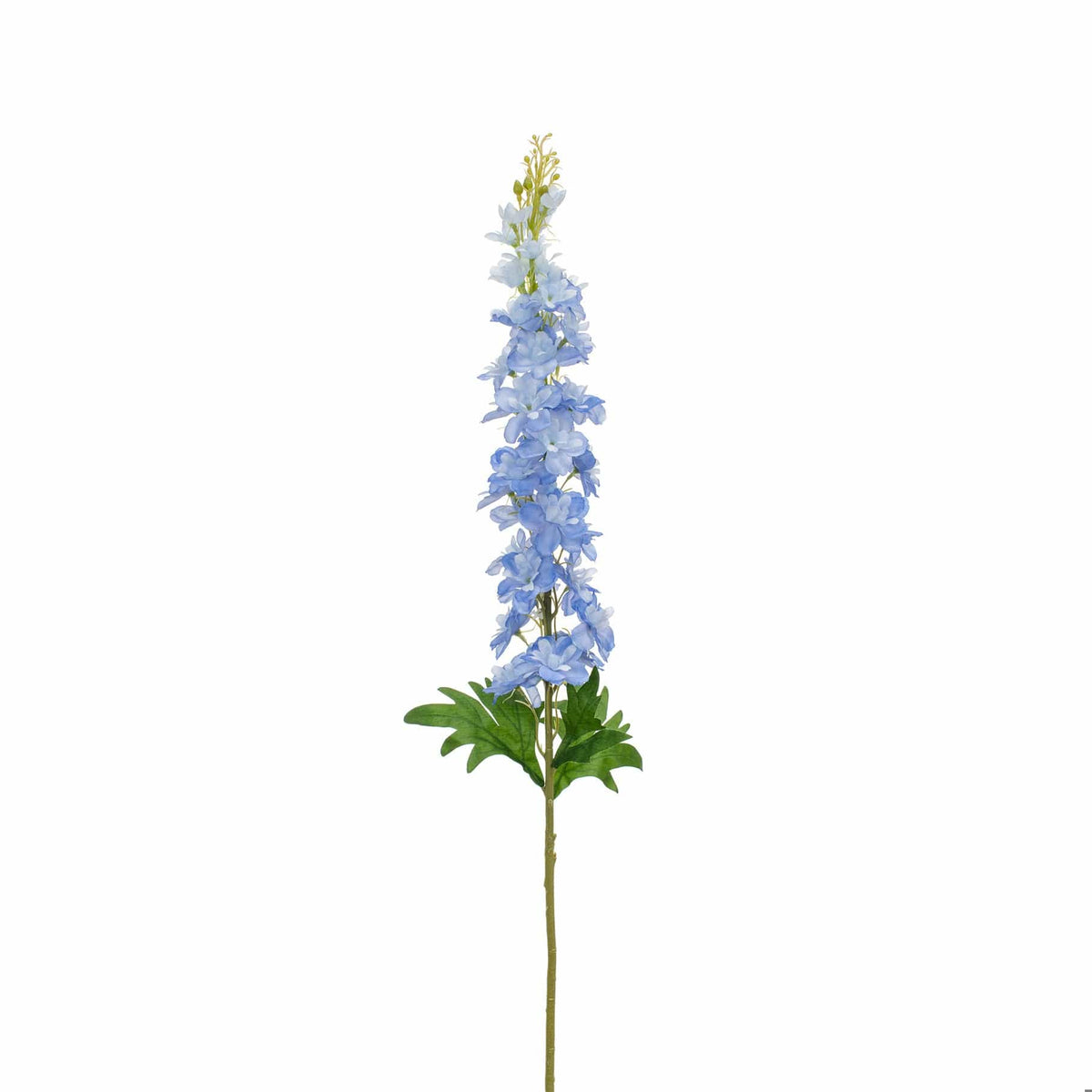 SF Delphinium Blue GB 108cm.