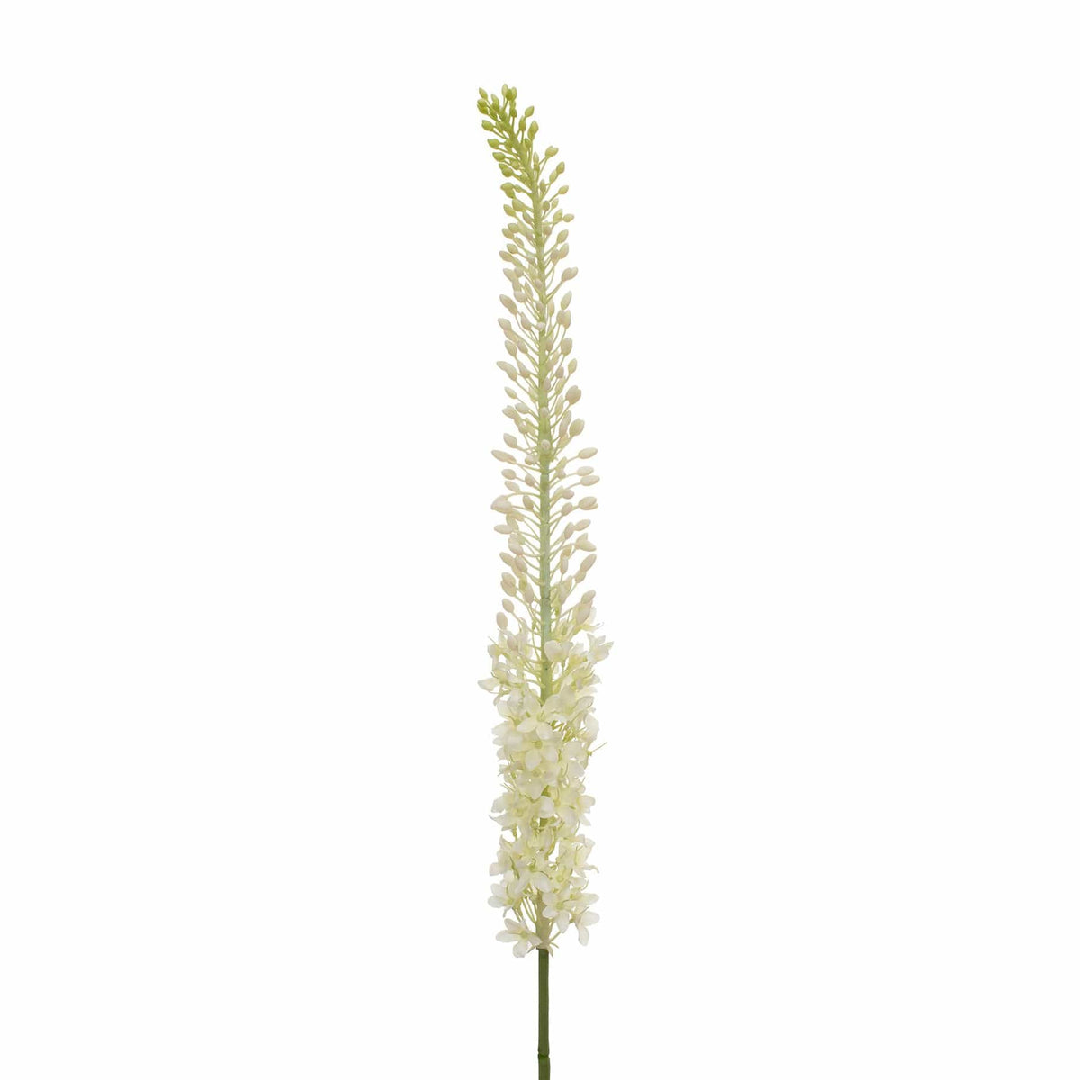 SF Eremurus Cream/Green GB 127cm.