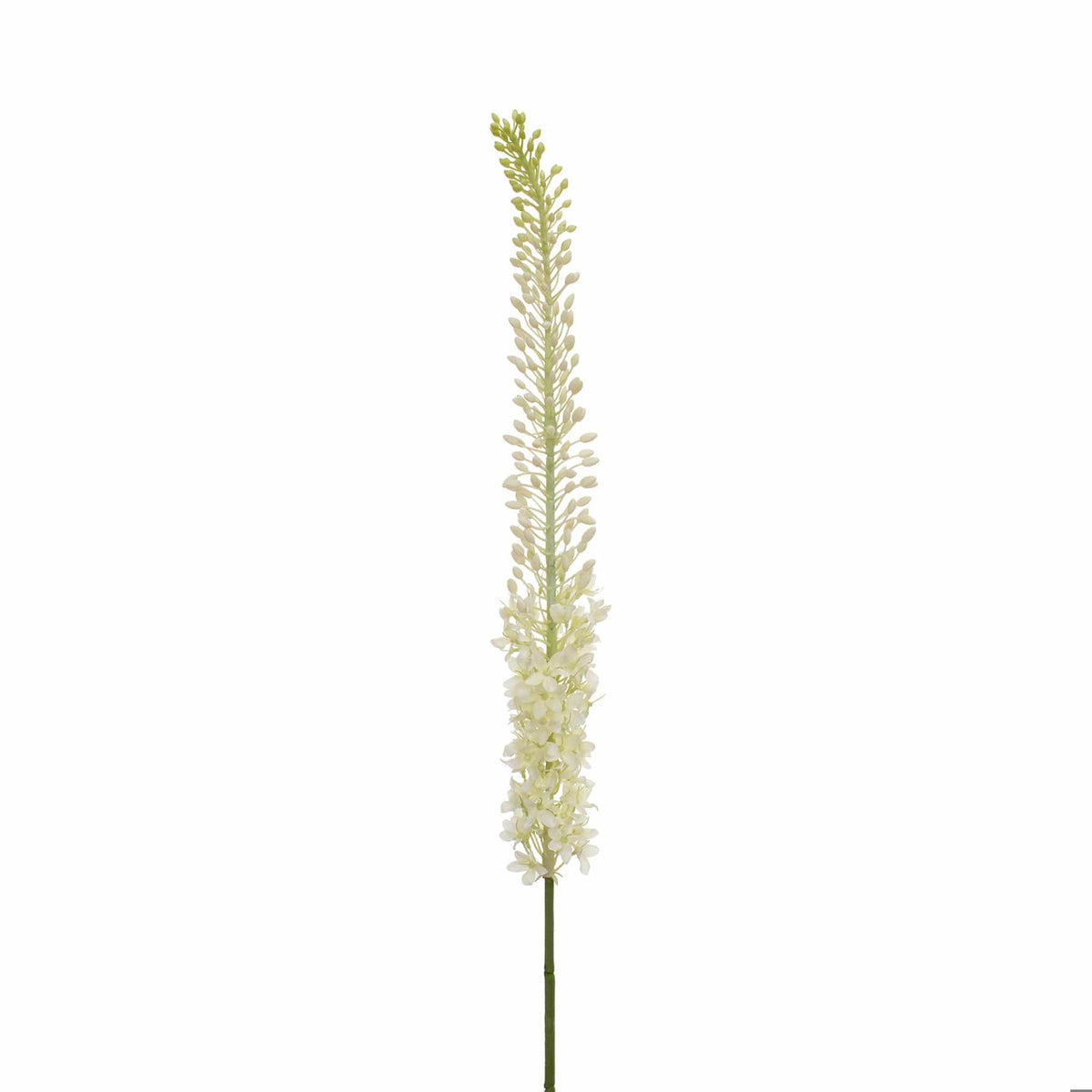 SF Eremurus Cream/Green GB 127cm.