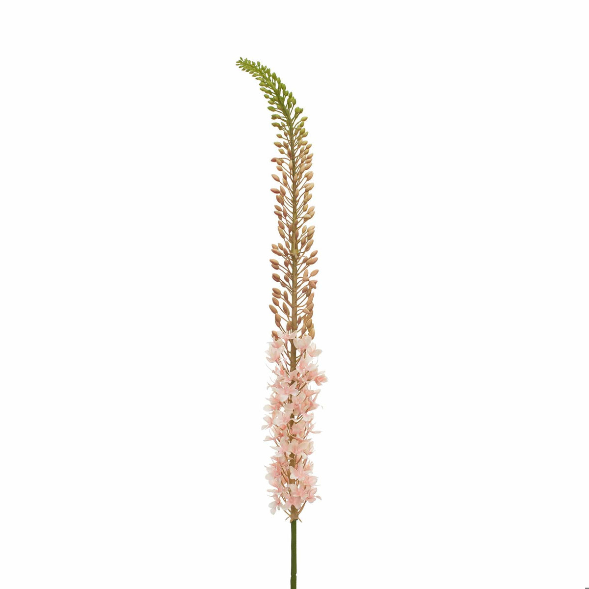 SF Eremurus Pink/Green GB 127cm.