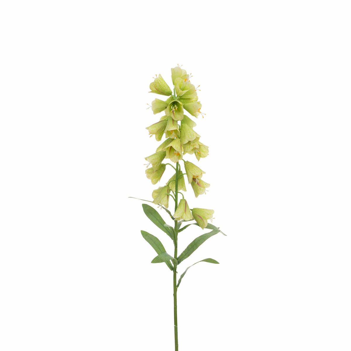 SF Fritillaria Green GB 86cm.