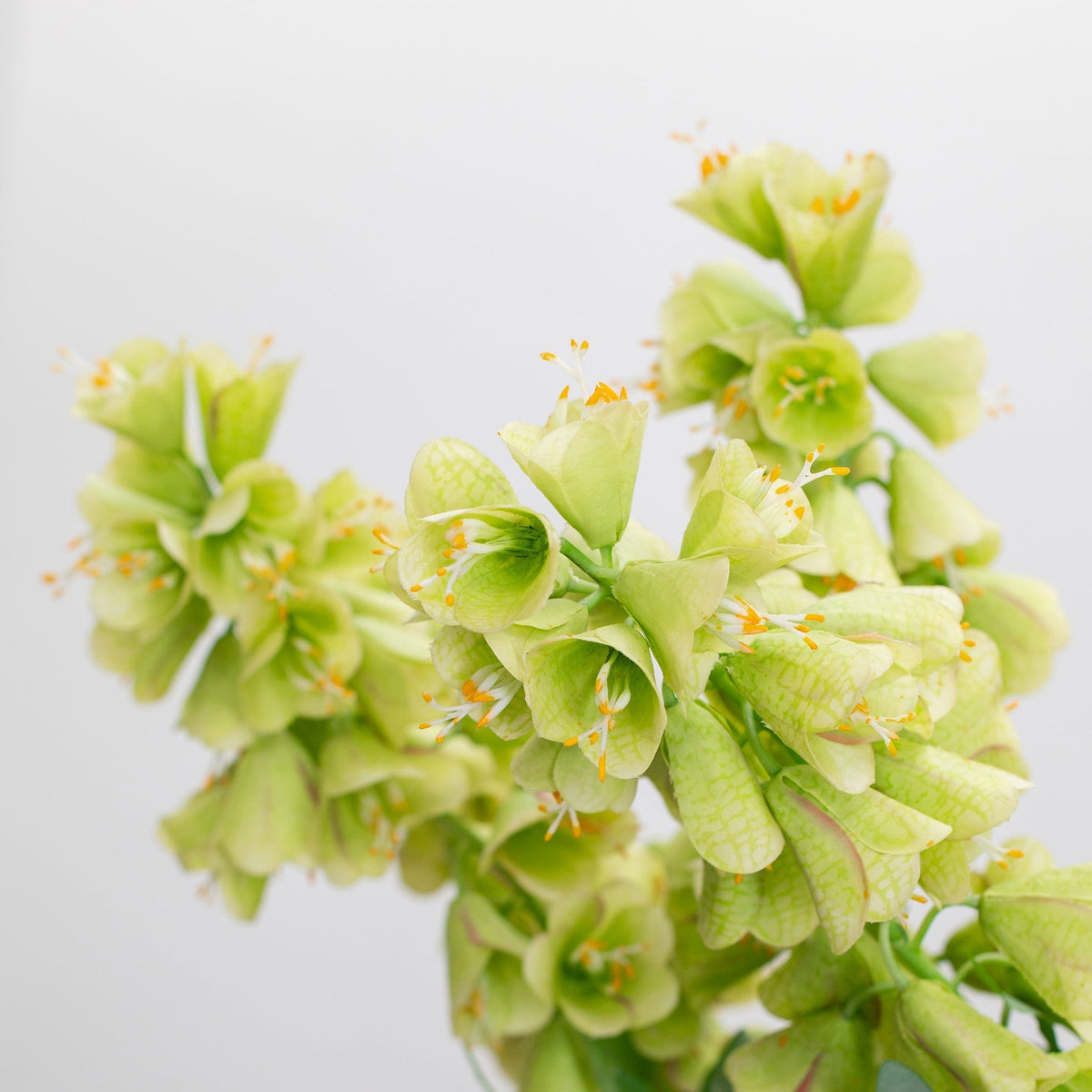 SF Fritillaria Green GB 86cm.