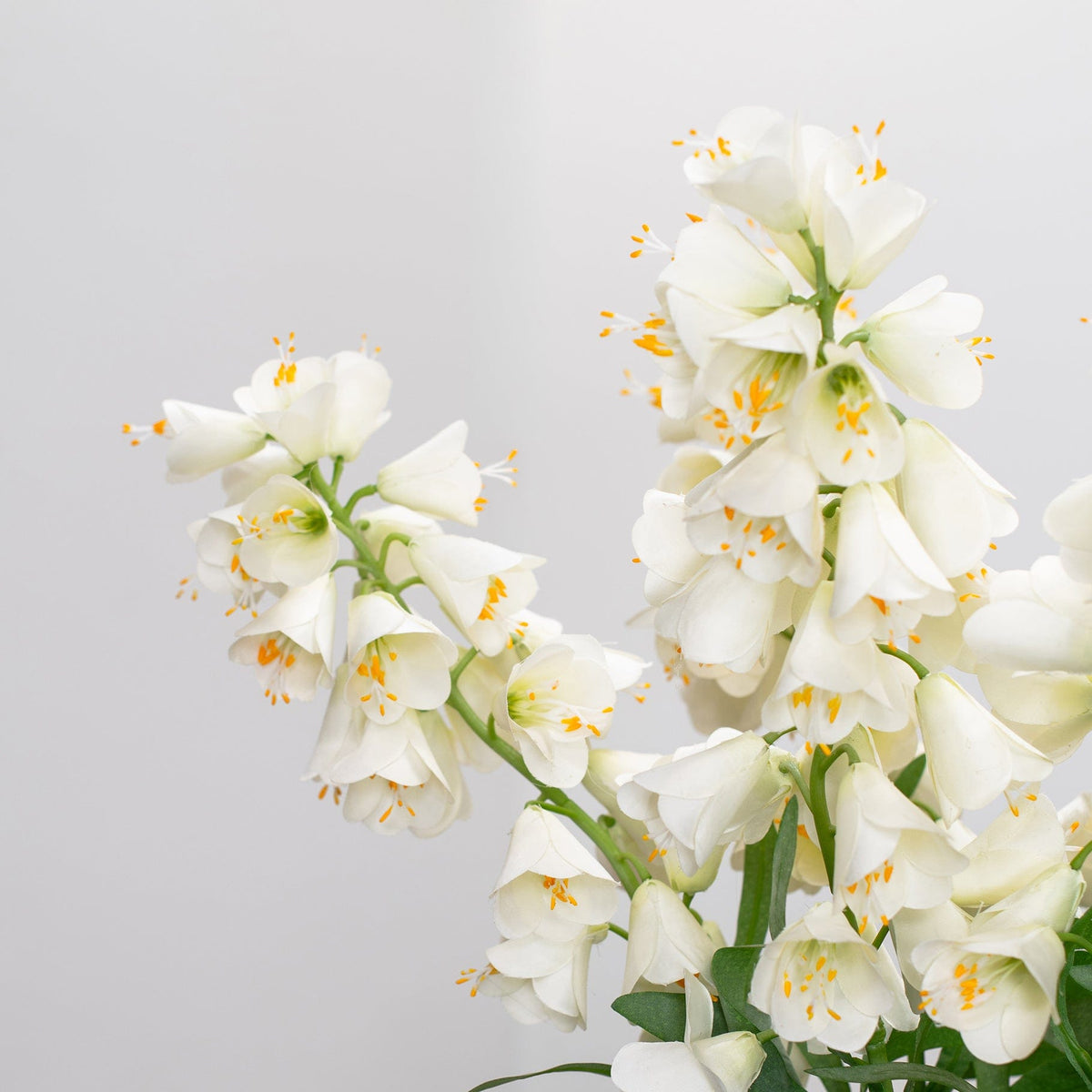 SF Fritillaria White GB 86cm.