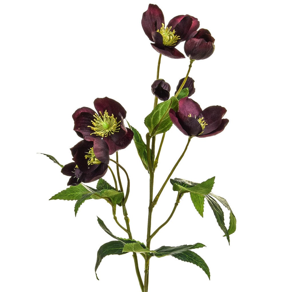 SF Helleborus GB Burgundy 55cm.