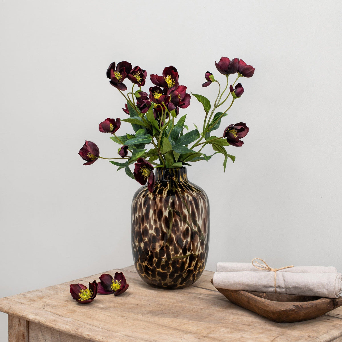 SF Helleborus GB Burgundy 55cm.