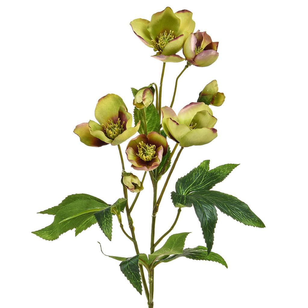 SF Helleborus GB Green/Burg 55cm.