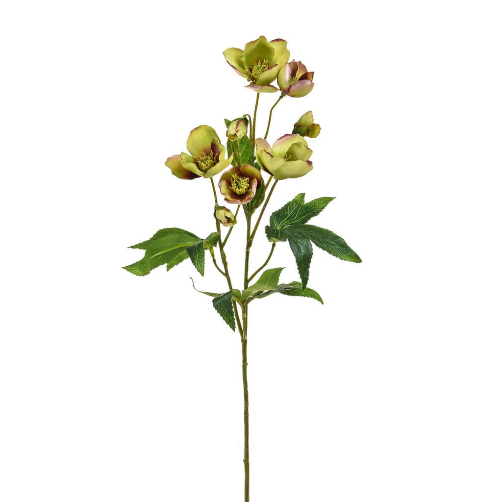 SF Helleborus GB Green/Burg 55cm.