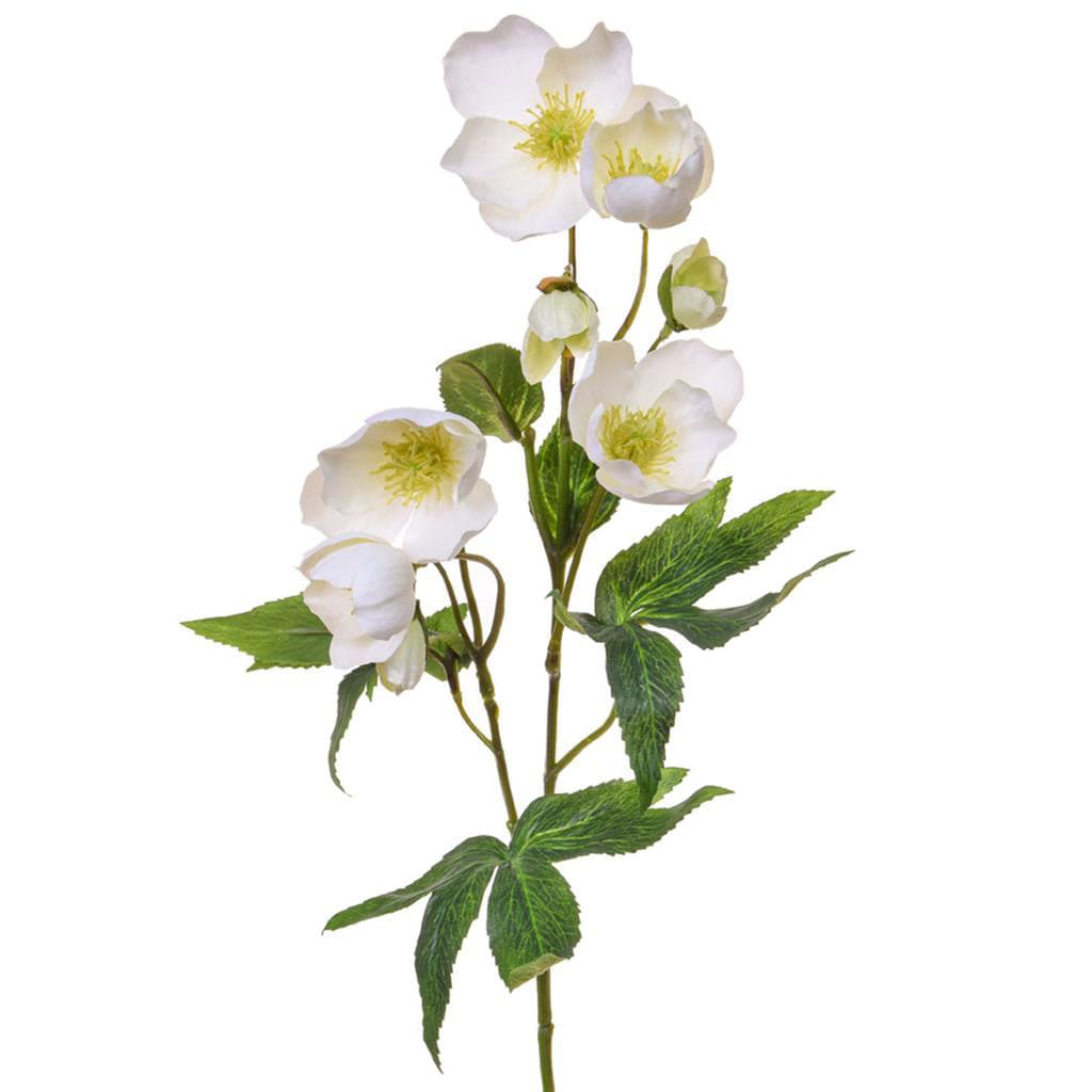 SF Helleborus GB White 55cm.