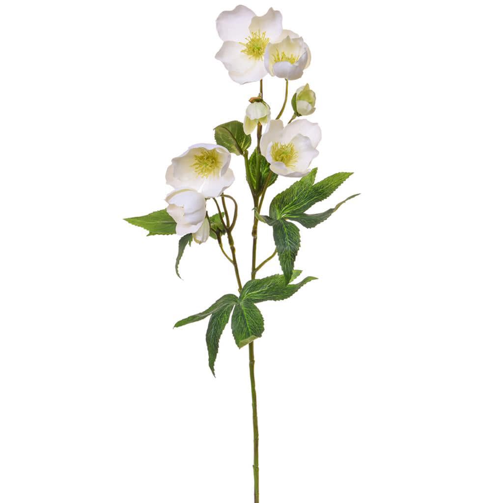 SF Helleborus GB White 55cm.