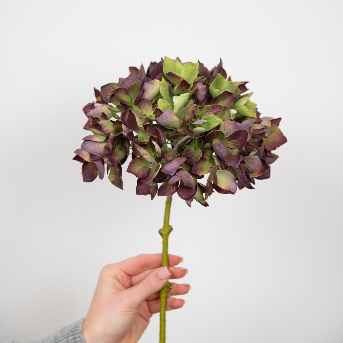 SF Hydrangea Burgundy 46cm.