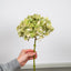 SF Hydrangea Green 46cm.