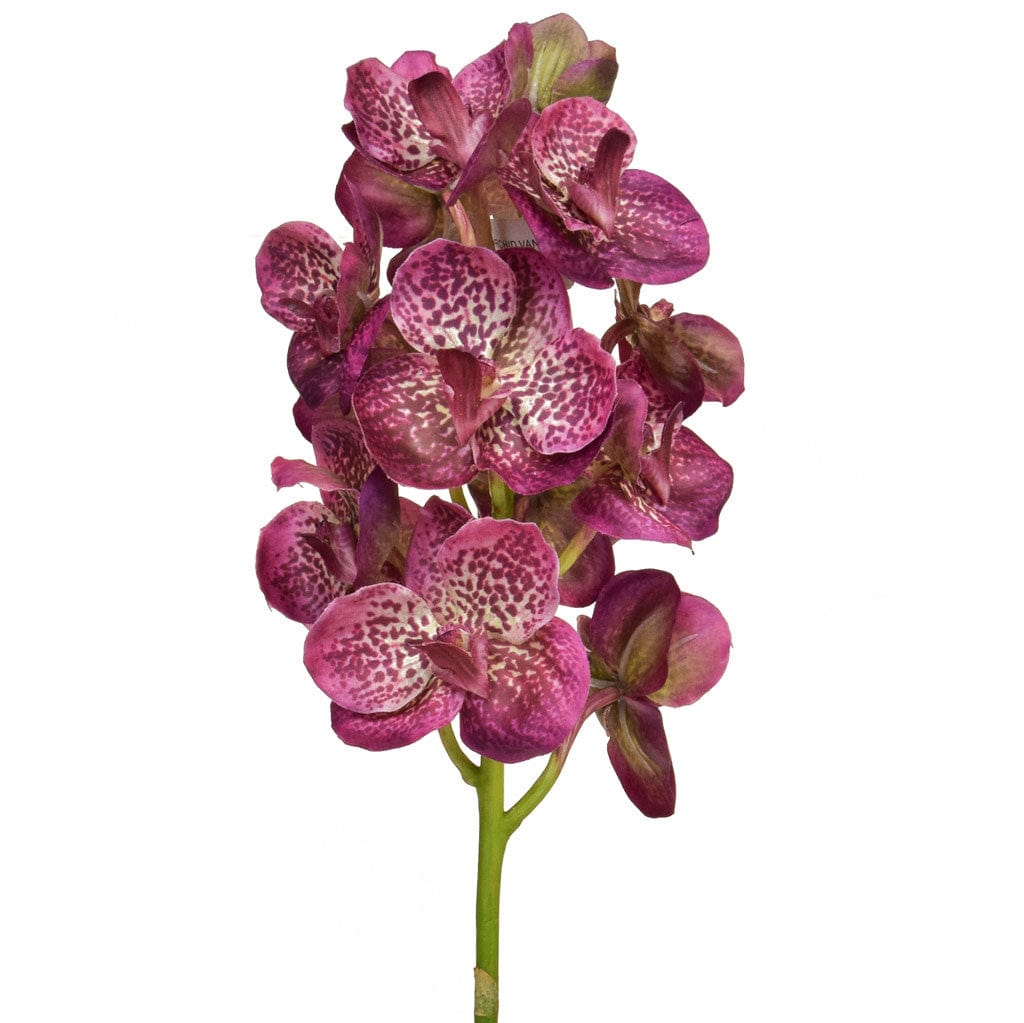 SF Orchid Vanda K Purple 53cm.