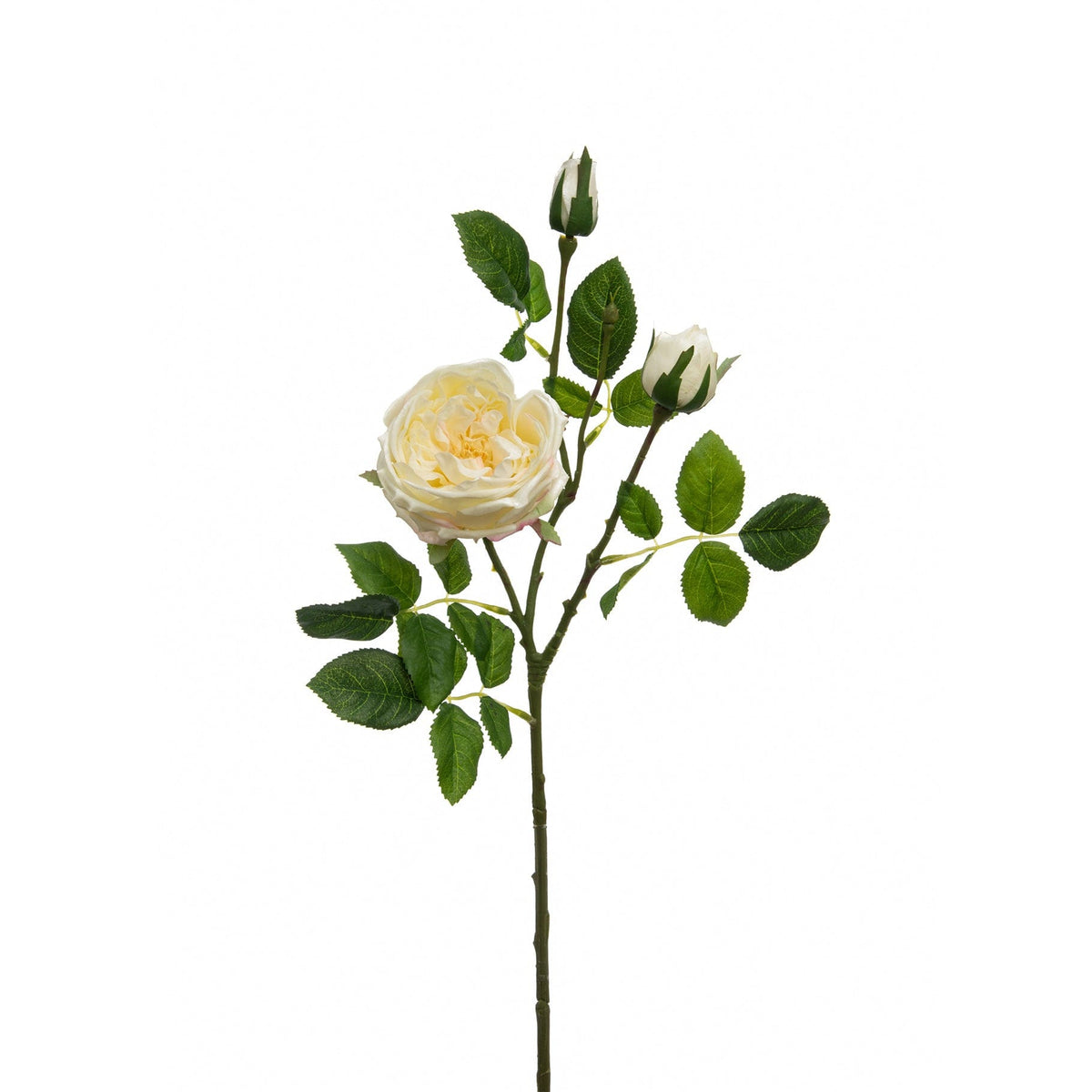 SF Rose Austin Cream 70cm.