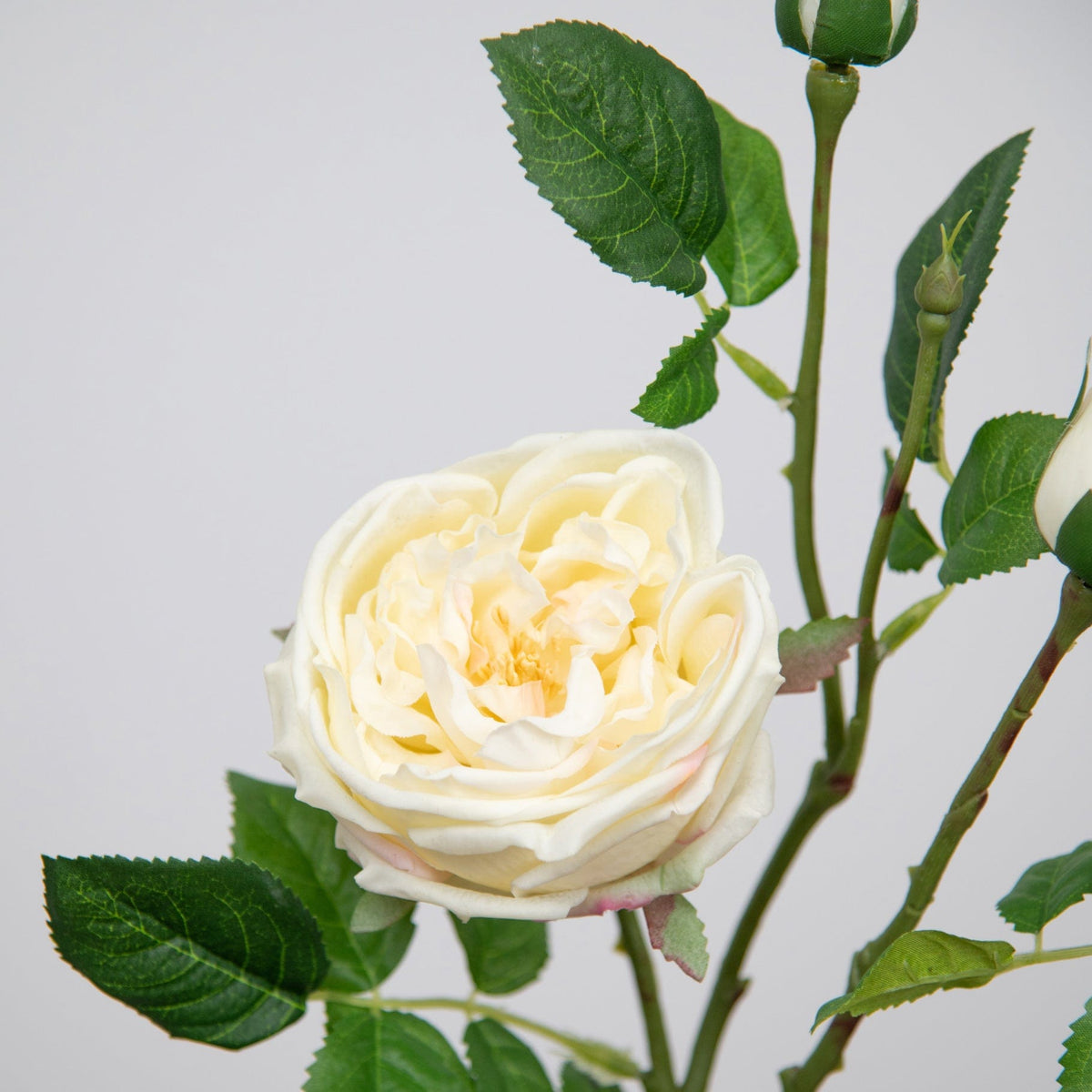 SF Rose Austin Cream 70cm.
