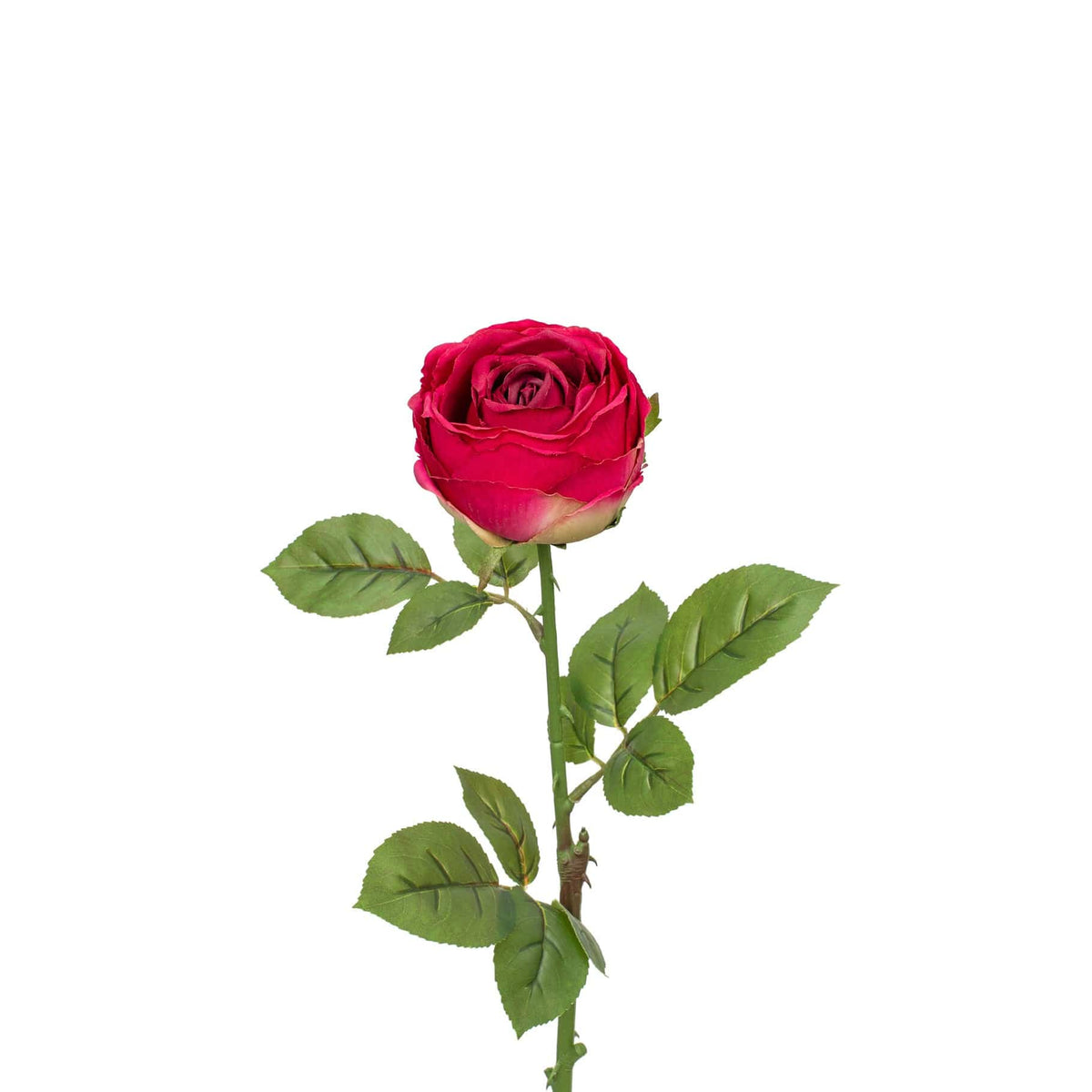 SF Rose Fushia GB 63cm.