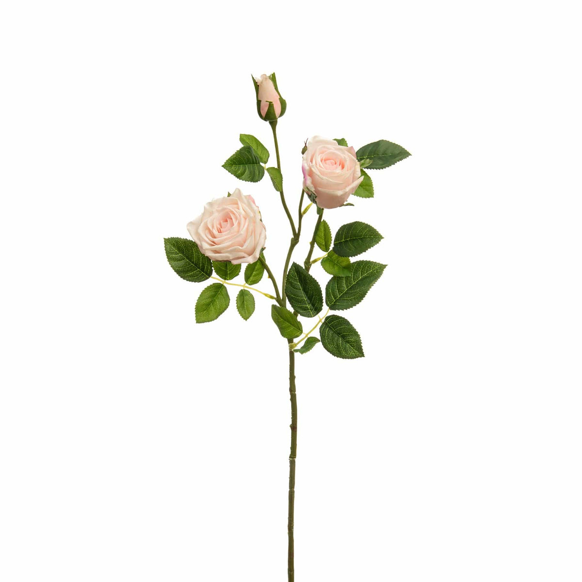 SF Rose Victoria Pale Pink 80cm.