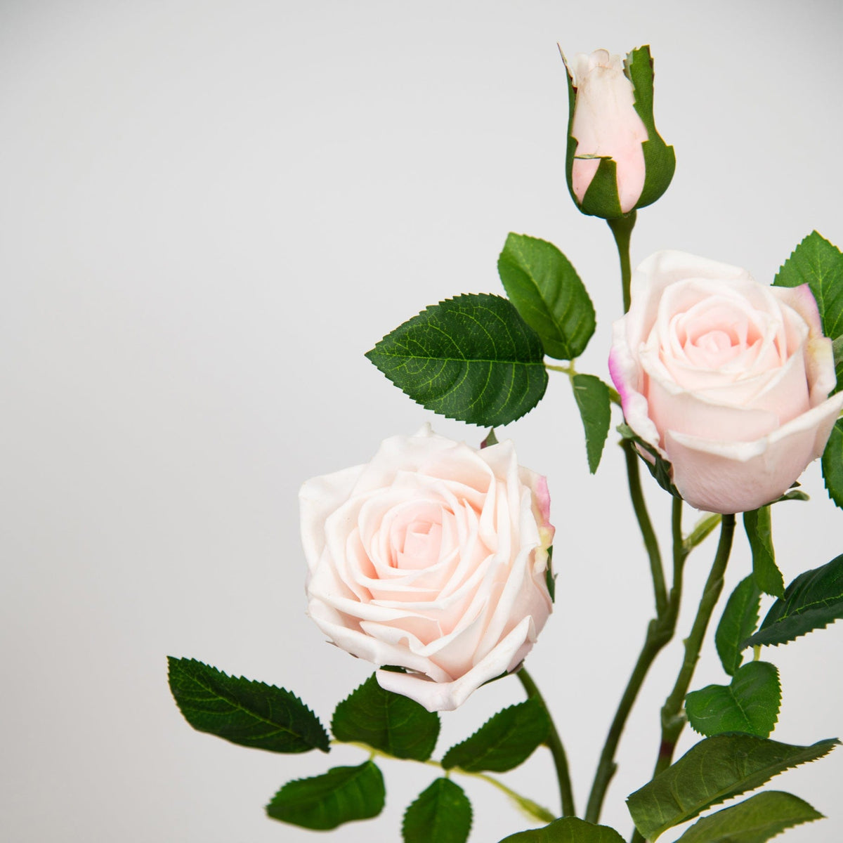 SF Rose Victoria Pale Pink 80cm.