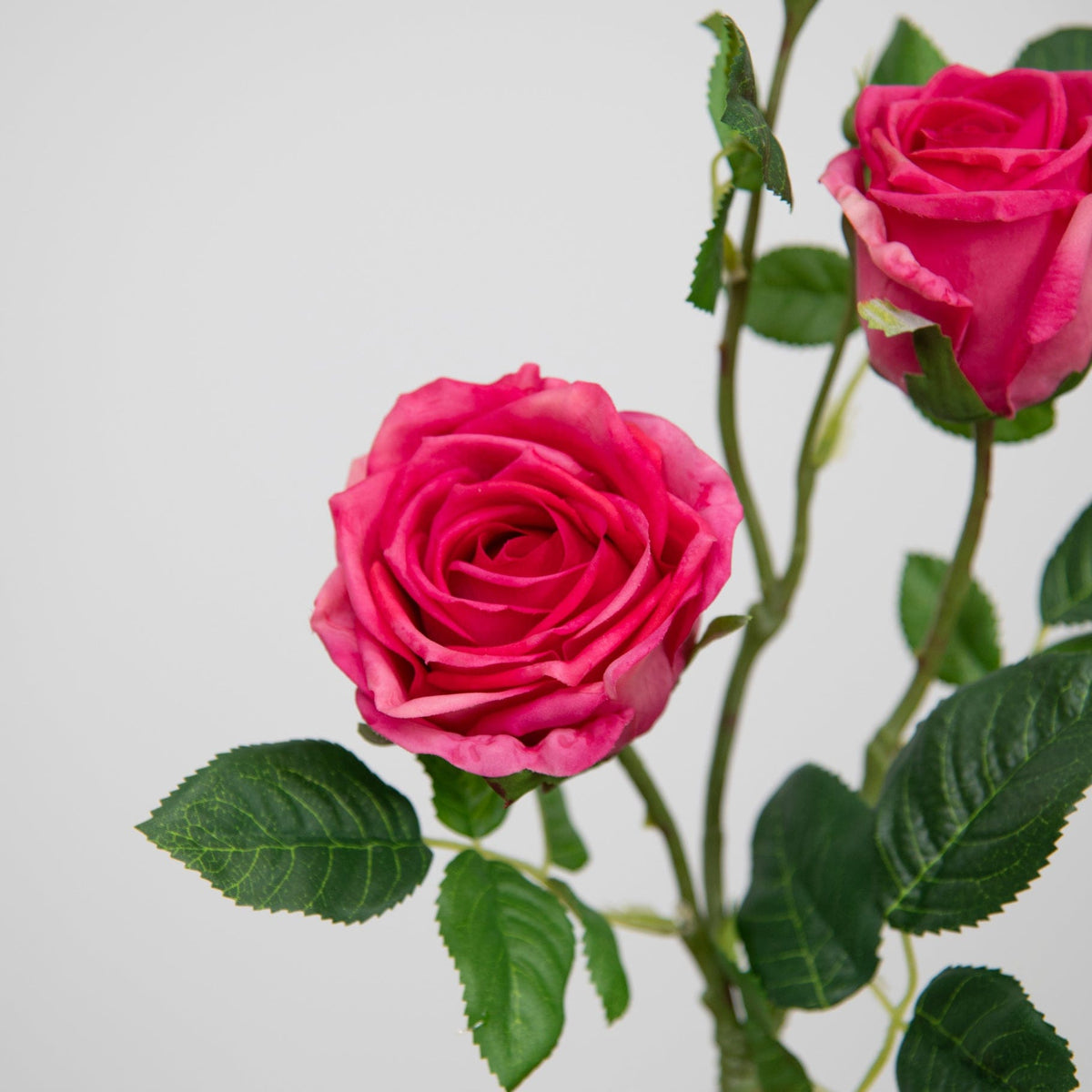 SF Rose Victoria Pink 80cm.