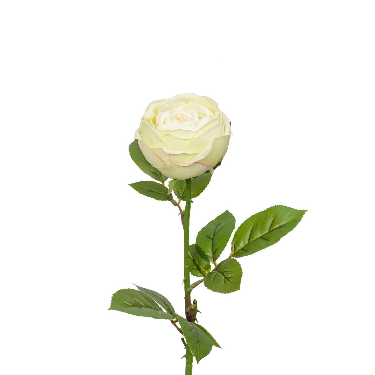 SF Rose White GB 63cm.