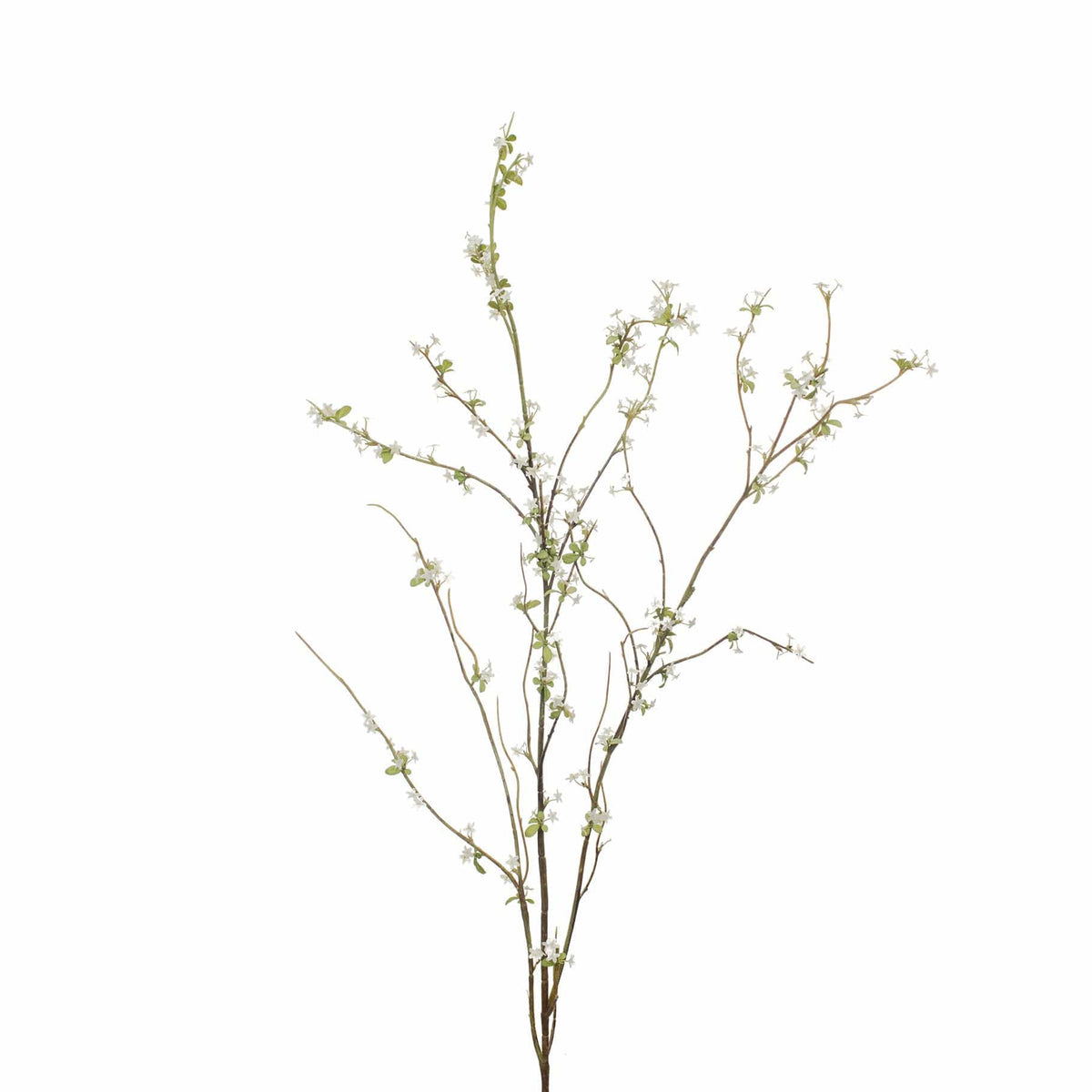 SF Snow Willow GB 115cm.