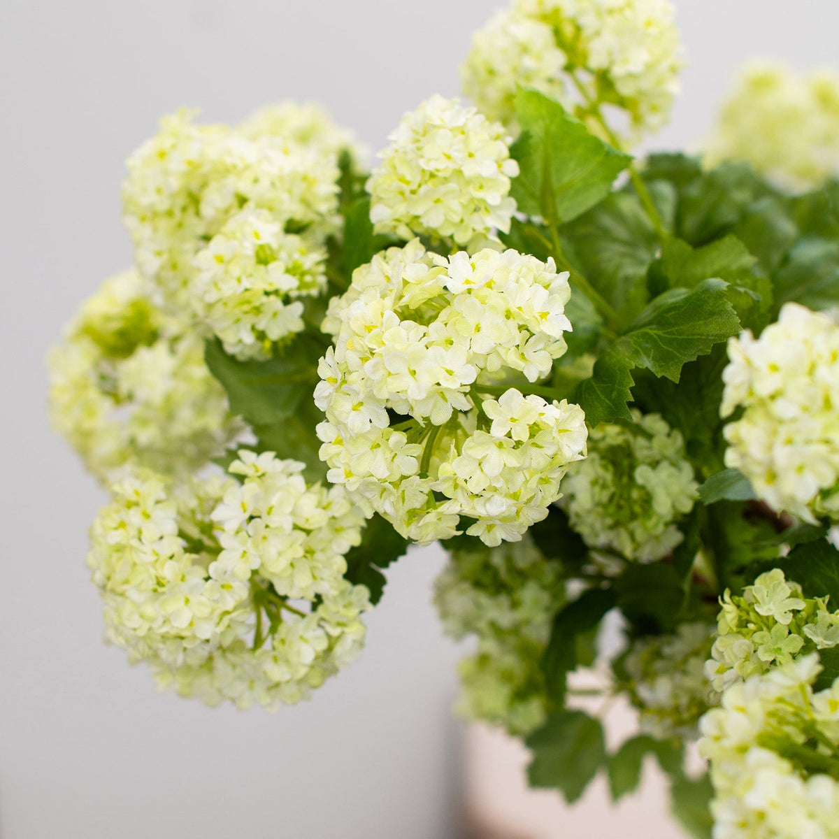 SF Snowball Cream GB 95cm.