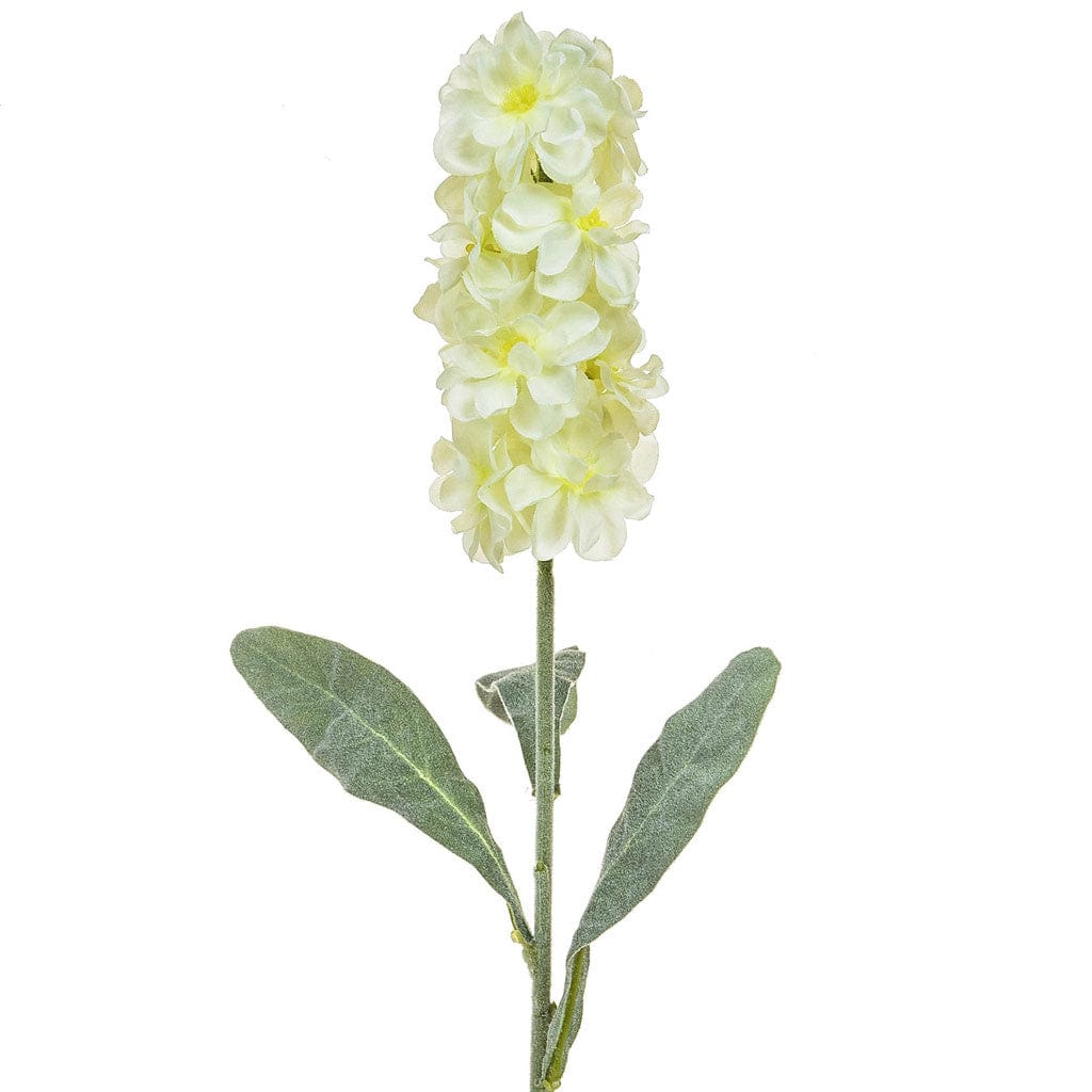 SF Stock NG Cream 55cm.