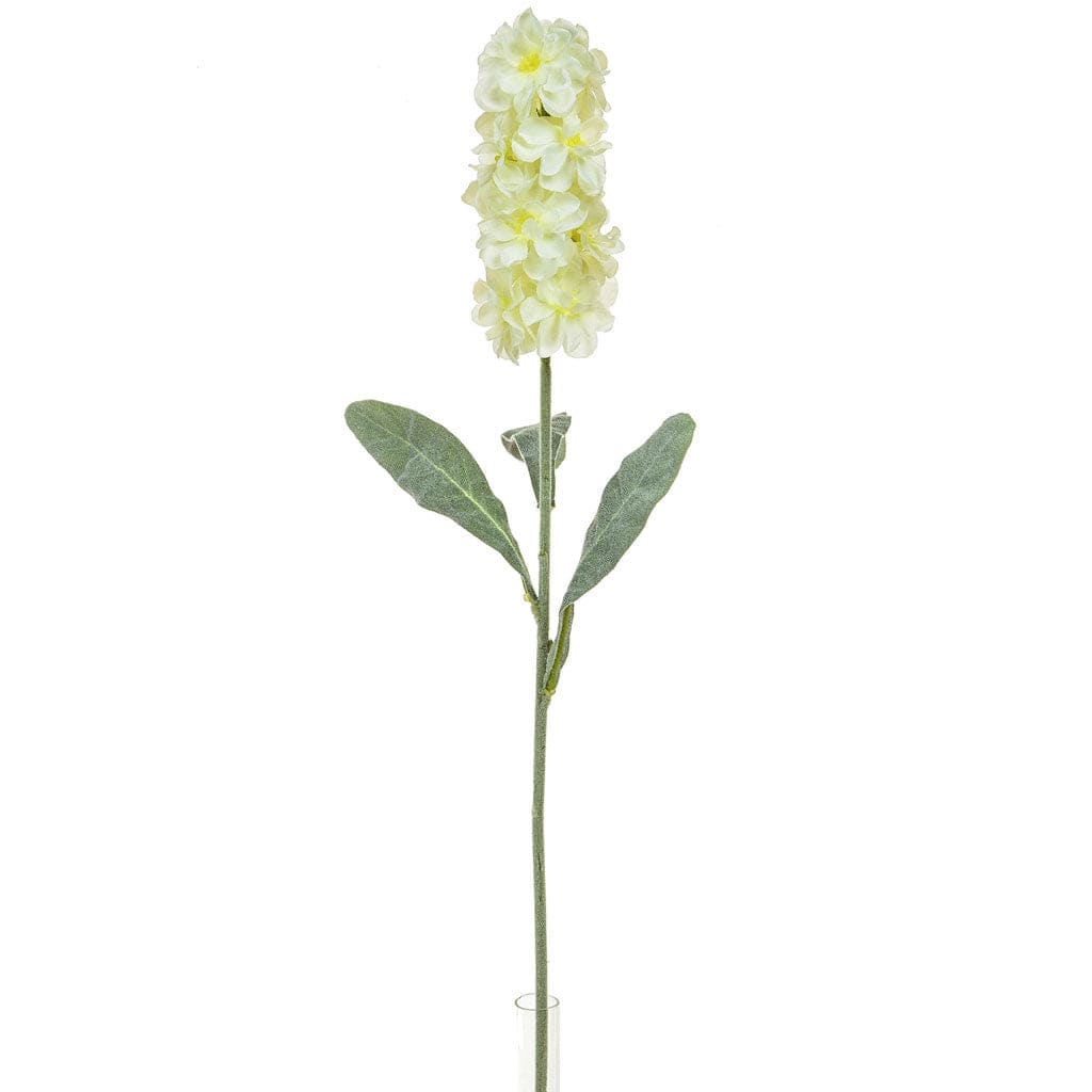 SF Stock NG Cream 55cm.