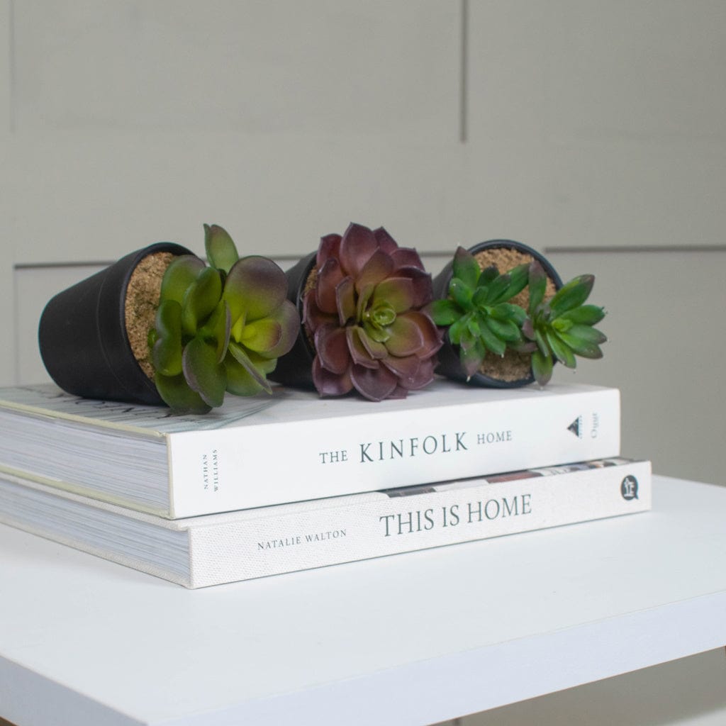 Small Succulents 12 pack mix 12cm.