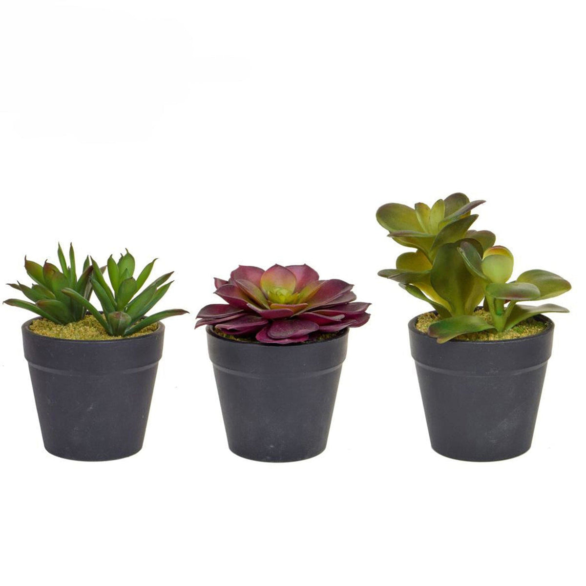 Small Succulents 12 pack mix 12cm.