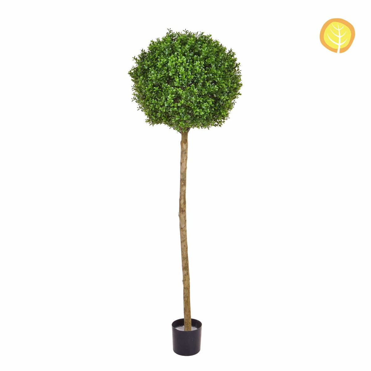 Topiary New Buxus Ball Tree 150cm UV.
