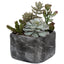 Uttermost Accessories Alverio Desert Garden Succulents House of Isabella UK