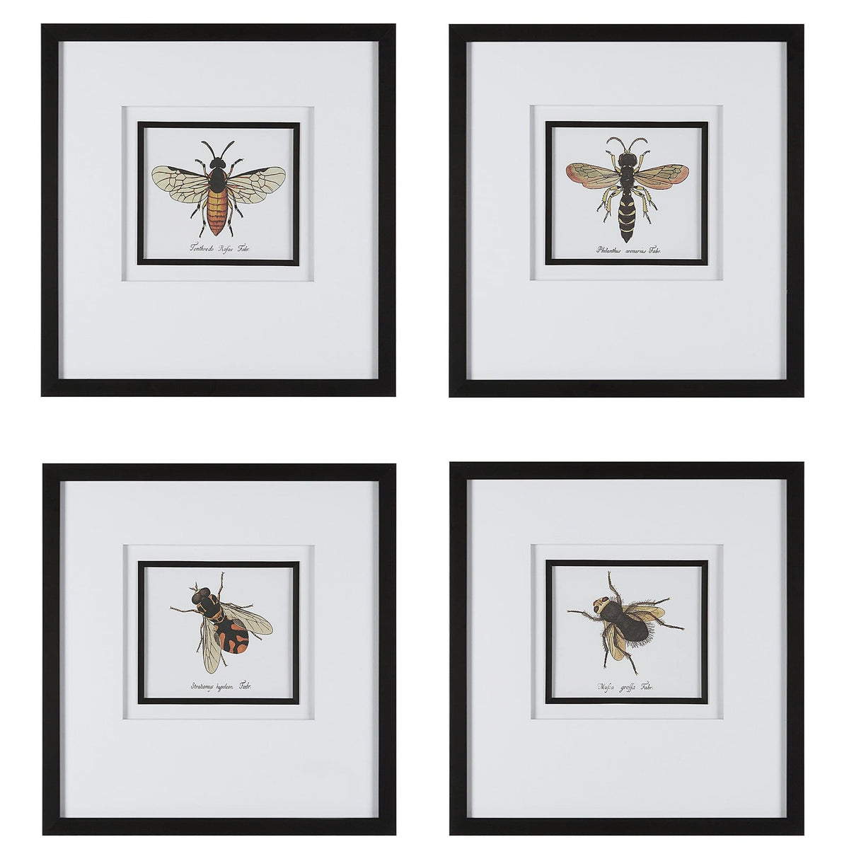 Uttermost Accessories Anthophila Framed Prints, S/4 House of Isabella UK