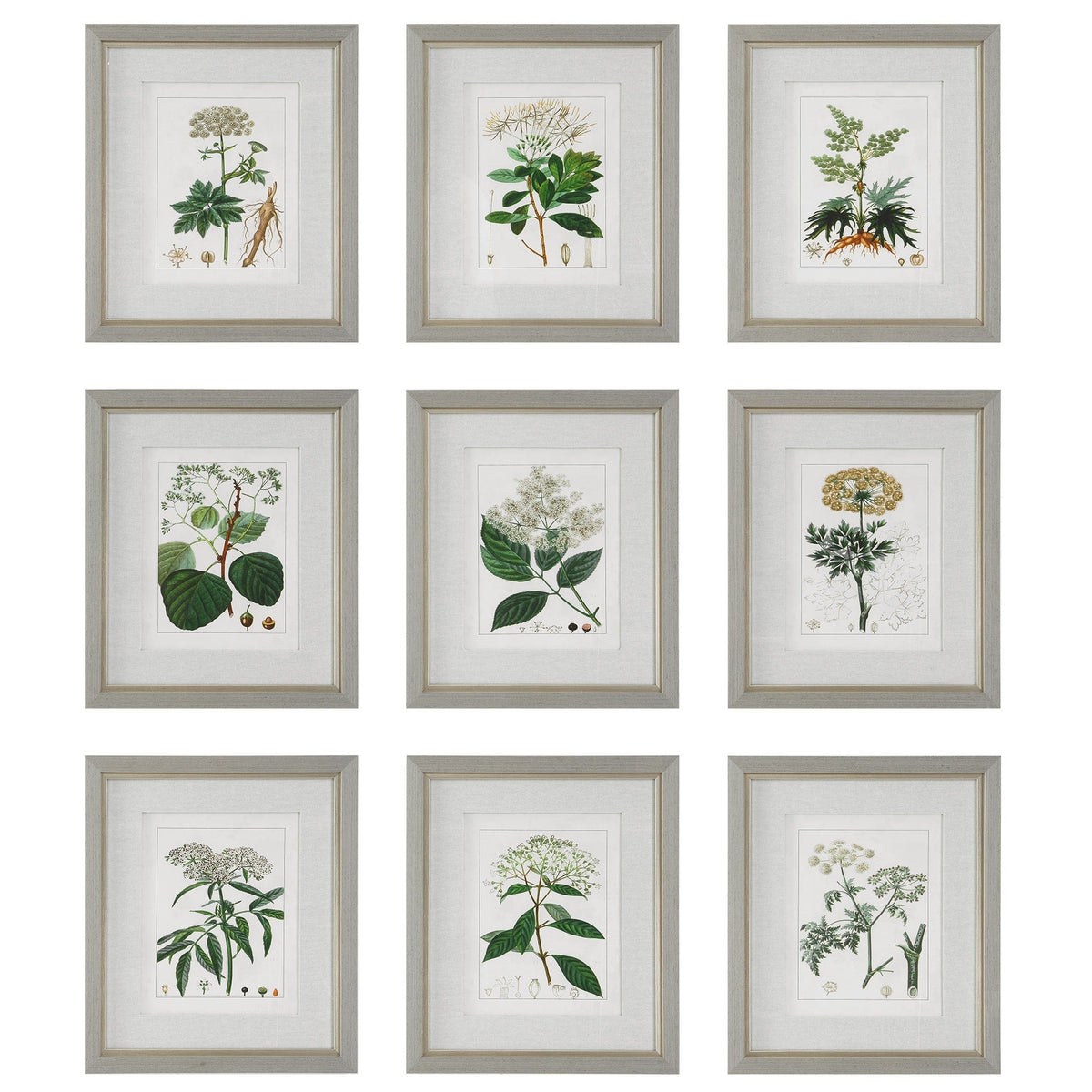 Uttermost Accessories Antique Botanicals Framed Prints, S/9 House of Isabella UK