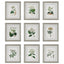 Uttermost Accessories Antique Botanicals Framed Prints, S/9 House of Isabella UK