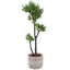 Uttermost Accessories Arbor Strawberry Tree House of Isabella UK