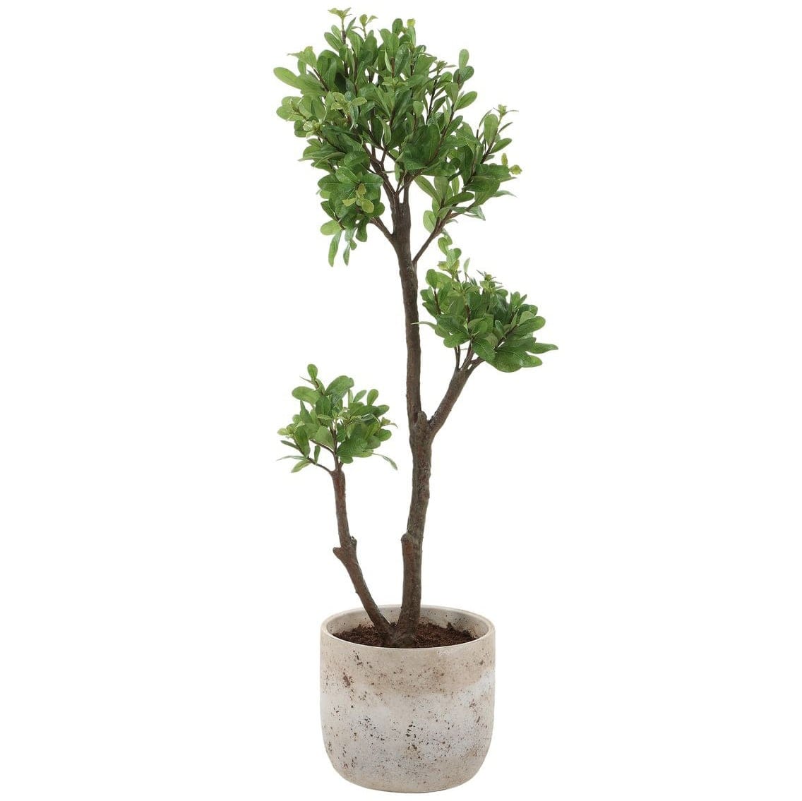 Uttermost Accessories Arbor Strawberry Tree House of Isabella UK