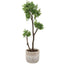 Uttermost Accessories Arbor Strawberry Tree House of Isabella UK