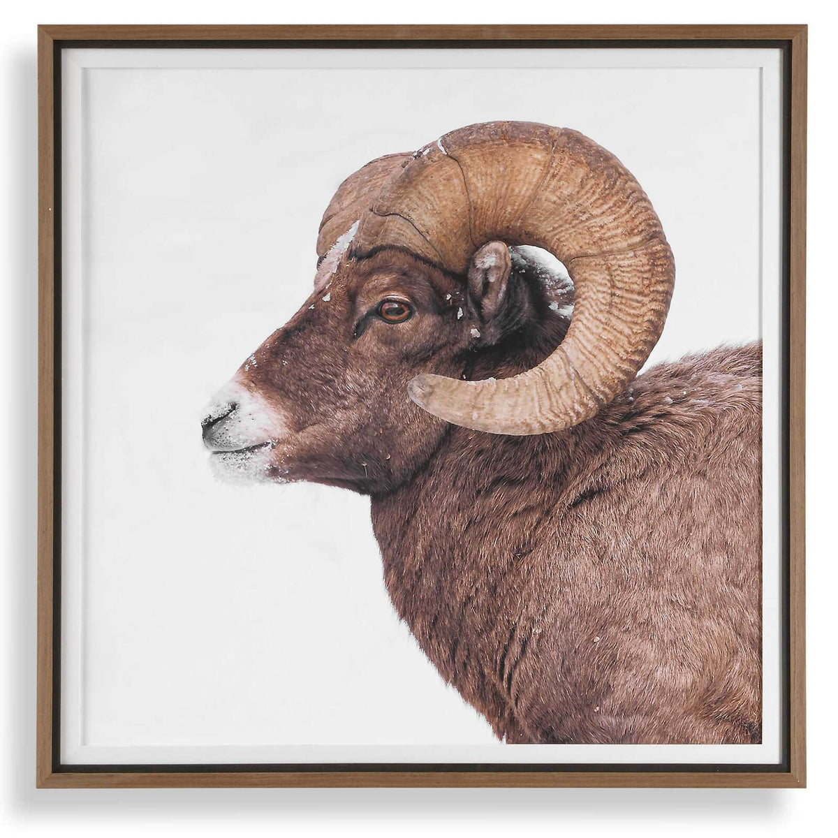 Uttermost Accessories Big Horn Sheep Framed Print House of Isabella UK