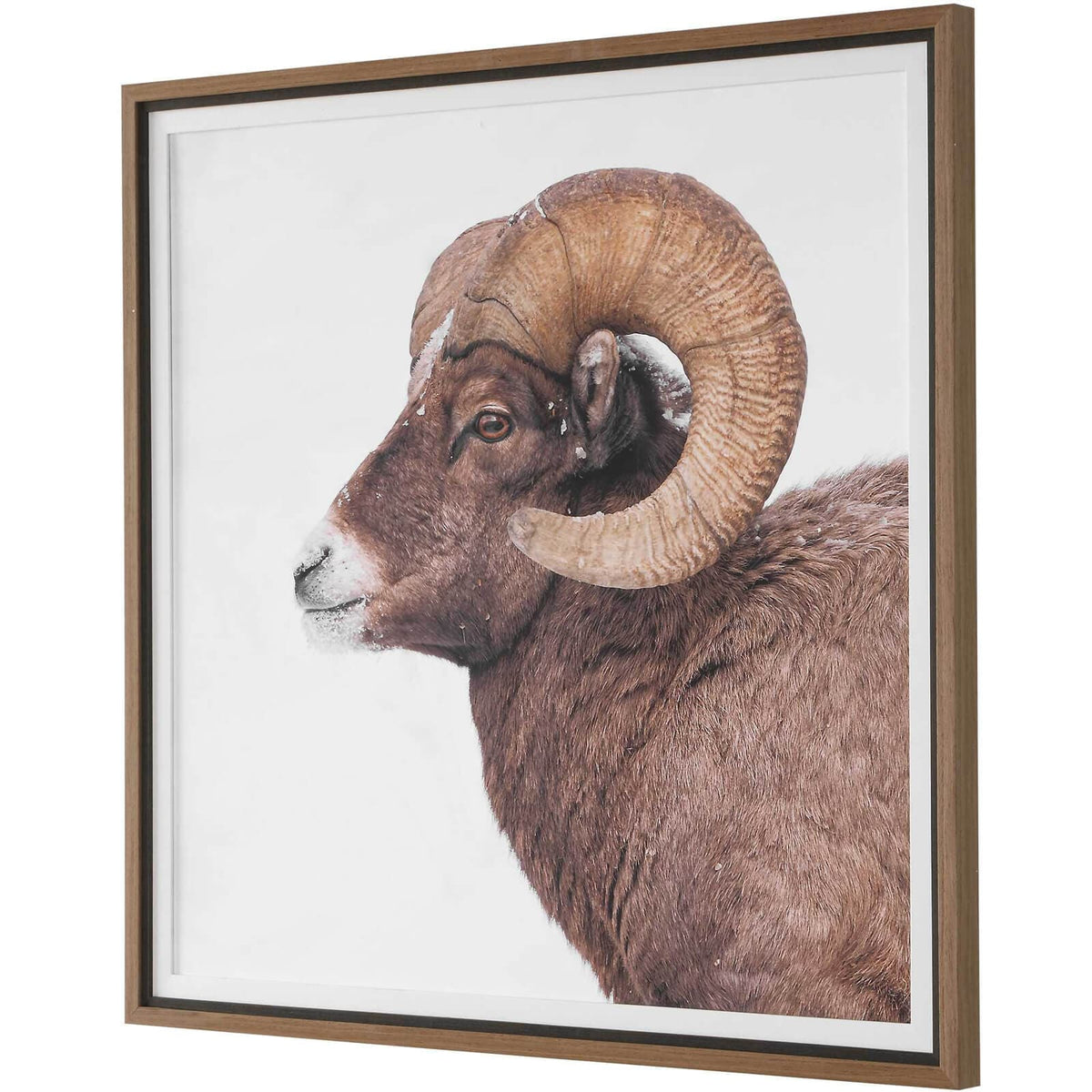 Uttermost Accessories Big Horn Sheep Framed Print House of Isabella UK