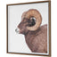 Uttermost Accessories Big Horn Sheep Framed Print House of Isabella UK