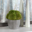 Uttermost Accessories Cale Moss Accent House of Isabella UK