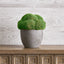 Uttermost Accessories Cale Moss Accent House of Isabella UK