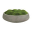 Uttermost Accessories Cale Moss Centerpiece House of Isabella UK