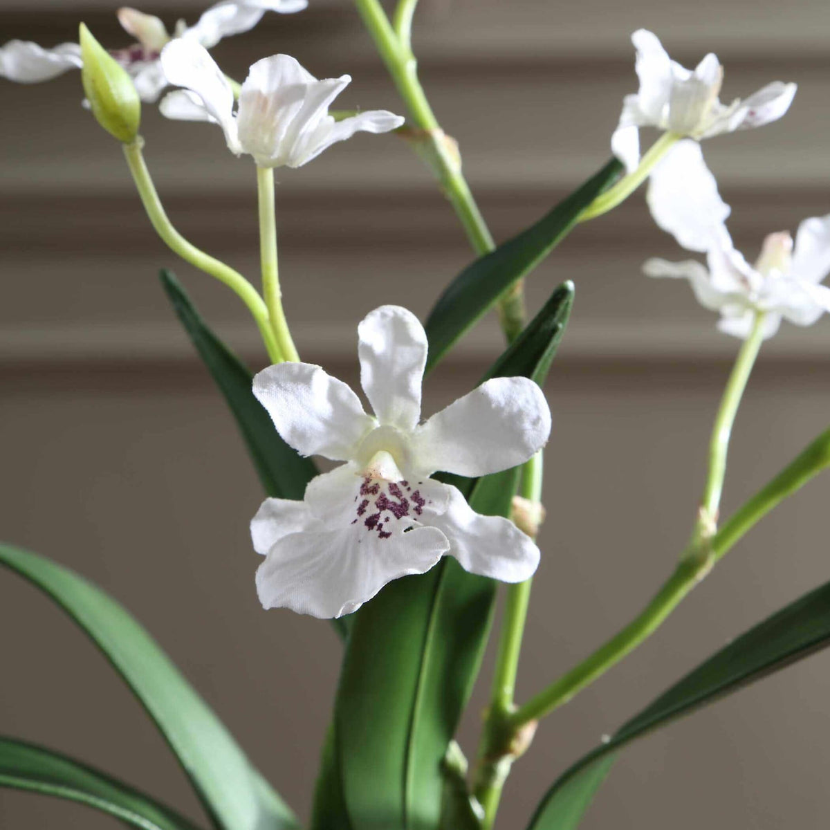 Uttermost Accessories Clovis Orchid Drop-In House of Isabella UK