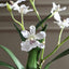 Uttermost Accessories Clovis Orchid Drop-In House of Isabella UK