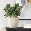 Uttermost Accessories Crassula Jade Accent House of Isabella UK