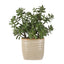 Uttermost Accessories Crassula Jade Accent House of Isabella UK
